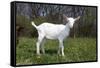 Saanen Goat Kid in Green Pasture, East Troy, Wisconsin, USA-Lynn M^ Stone-Framed Stretched Canvas