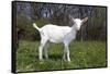 Saanen Goat Kid in Green Pasture, East Troy, Wisconsin, USA-Lynn M^ Stone-Framed Stretched Canvas