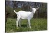 Saanen Goat Kid in Green Pasture, East Troy, Wisconsin, USA-Lynn M^ Stone-Stretched Canvas