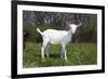 Saanen Goat Kid in Green Pasture, East Troy, Wisconsin, USA-Lynn M^ Stone-Framed Photographic Print