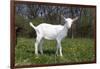Saanen Goat Kid in Green Pasture, East Troy, Wisconsin, USA-Lynn M^ Stone-Framed Photographic Print