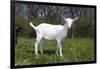 Saanen Goat Kid in Green Pasture, East Troy, Wisconsin, USA-Lynn M^ Stone-Framed Photographic Print