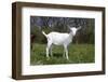 Saanen Goat Kid in Green Pasture, East Troy, Wisconsin, USA-Lynn M^ Stone-Framed Photographic Print