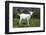 Saanen Goat Kid in Green Pasture, East Troy, Wisconsin, USA-Lynn M^ Stone-Framed Photographic Print