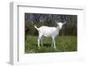 Saanen Goat Kid in Green Pasture, East Troy, Wisconsin, USA-Lynn M^ Stone-Framed Photographic Print