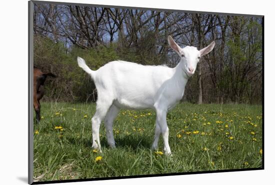 Saanen Goat Kid in Green Pasture, East Troy, Wisconsin, USA-Lynn M^ Stone-Mounted Photographic Print