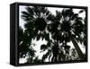 Sabal Palms near Border Fence, Brownsville, Texas-Eric Gay-Framed Stretched Canvas