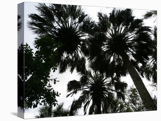 Sabal Palms near Border Fence, Brownsville, Texas-Eric Gay-Stretched Canvas