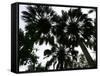 Sabal Palms near Border Fence, Brownsville, Texas-Eric Gay-Framed Stretched Canvas