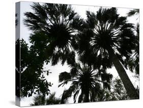 Sabal Palms near Border Fence, Brownsville, Texas-Eric Gay-Stretched Canvas