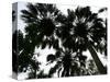 Sabal Palms near Border Fence, Brownsville, Texas-Eric Gay-Stretched Canvas