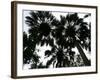 Sabal Palms near Border Fence, Brownsville, Texas-Eric Gay-Framed Photographic Print