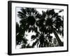 Sabal Palms near Border Fence, Brownsville, Texas-Eric Gay-Framed Photographic Print