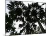 Sabal Palms near Border Fence, Brownsville, Texas-Eric Gay-Mounted Photographic Print