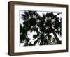 Sabal Palms near Border Fence, Brownsville, Texas-Eric Gay-Framed Photographic Print