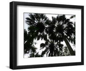 Sabal Palms near Border Fence, Brownsville, Texas-Eric Gay-Framed Photographic Print