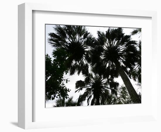 Sabal Palms near Border Fence, Brownsville, Texas-Eric Gay-Framed Photographic Print