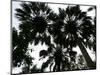 Sabal Palms near Border Fence, Brownsville, Texas-Eric Gay-Mounted Photographic Print