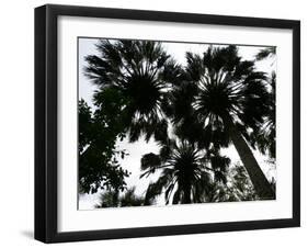 Sabal Palms near Border Fence, Brownsville, Texas-Eric Gay-Framed Photographic Print