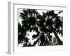 Sabal Palms near Border Fence, Brownsville, Texas-Eric Gay-Framed Photographic Print