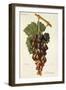 Sabalkanskoi Grape-J. Troncy-Framed Giclee Print