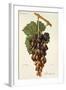 Sabalkanskoi Grape-J. Troncy-Framed Giclee Print