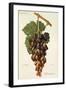 Sabalkanskoi Grape-J. Troncy-Framed Giclee Print