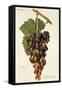 Sabalkanskoi Grape-J. Troncy-Framed Stretched Canvas