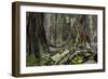 Saber-Toothed Tiger in a Prehistoric Forest-null-Framed Art Print