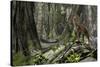 Saber-Toothed Tiger in a Prehistoric Forest-null-Stretched Canvas