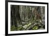 Saber-Toothed Tiger in a Prehistoric Forest-null-Framed Art Print