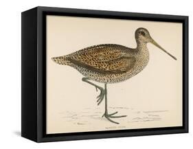 Sabine's Snipe-Reverend Francis O. Morris-Framed Stretched Canvas