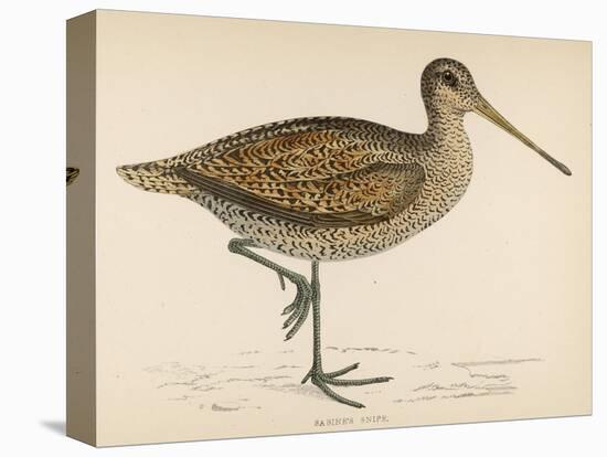 Sabine's Snipe-Reverend Francis O. Morris-Stretched Canvas