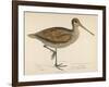 Sabine's Snipe-Reverend Francis O. Morris-Framed Photographic Print