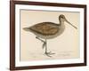 Sabine's Snipe-Reverend Francis O. Morris-Framed Photographic Print