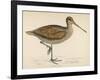 Sabine's Snipe-Reverend Francis O. Morris-Framed Photographic Print