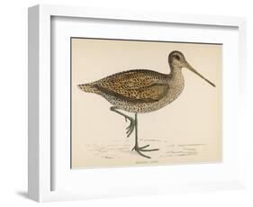 Sabine's Snipe-Reverend Francis O. Morris-Framed Photographic Print