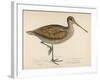 Sabine's Snipe-Reverend Francis O. Morris-Framed Photographic Print