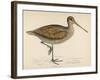 Sabine's Snipe-Reverend Francis O. Morris-Framed Photographic Print