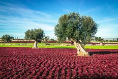 The Beautiful and Colorful Landscapes in Puglia-Sabino Parente-Photographic Print