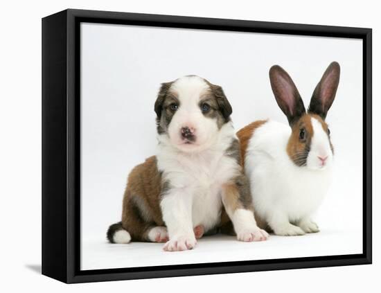 Sable-And-White Border Collie Pup with Fawn Dutch Rabbit-Jane Burton-Framed Stretched Canvas