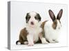 Sable-And-White Border Collie Pup with Fawn Dutch Rabbit-Jane Burton-Stretched Canvas