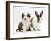 Sable-And-White Border Collie Pup with Fawn Dutch Rabbit-Jane Burton-Framed Photographic Print