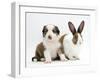 Sable-And-White Border Collie Pup with Fawn Dutch Rabbit-Jane Burton-Framed Photographic Print