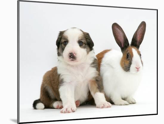 Sable-And-White Border Collie Pup with Fawn Dutch Rabbit-Jane Burton-Mounted Photographic Print