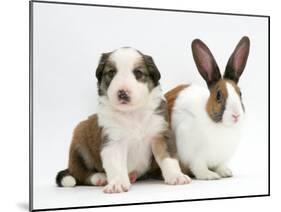 Sable-And-White Border Collie Pup with Fawn Dutch Rabbit-Jane Burton-Mounted Photographic Print