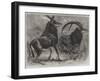 Sable Antelope from Southern Africa-null-Framed Giclee Print