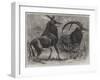 Sable Antelope from Southern Africa-null-Framed Giclee Print