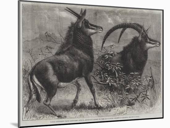 Sable Antelope from Southern Africa-null-Mounted Giclee Print