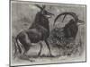 Sable Antelope from Southern Africa-null-Mounted Giclee Print